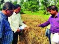 परतीच्या पावसाने मातीमोल धान पिकांचे पंचनामे सुरुच - Marathi News | With the return of rains, the soil pods of paddy crops started | Latest bhandara News at Lokmat.com