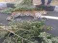 महामार्गावर आढळला मृतावस्थेत बिबट्या - Marathi News | Leopard found dead in highway | Latest dhule News at Lokmat.com