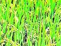 धानाच्या हमीभावात राज्य शिफारशीपेक्षा ५३ टक्क्यांनी घट - Marathi News | Grain guaranteed prices fall by 53 per cent over state recommendations | Latest chandrapur News at Lokmat.com