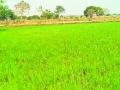 सिंचनामुळे यंदा रब्बी हंगाम लागवड क्षेत्र वाढले - Marathi News | This year due to irrigation, the cultivation of rabi season increased | Latest chandrapur News at Lokmat.com