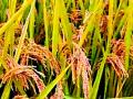 शेतकऱ्यांचे आता उद्ध्व‌स्त झालेल्या पिकाच्या विम्याकडे लक्ष - Marathi News | Farmers now pay attention to crop insurance | Latest chandrapur News at Lokmat.com