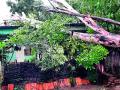 संततधार पावसाने शेतकरी वैतागले - Marathi News | The rains overwhelmed the farmers | Latest chandrapur News at Lokmat.com