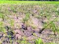 पावसाअभावी शेतकऱ्यांच्या डोळ्यात पाणी - Marathi News | Water in the eyes of farmers due to lack of rain | Latest chandrapur News at Lokmat.com