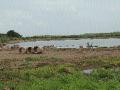 पिकांची झाली लाही लाही, विहिरीतही पाणी नाही... - Marathi News | Crops are gone, there is no water in the wells ... | Latest jalgaon News at Lokmat.com