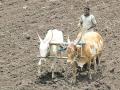 मेशीसह परिसरात अजूनही जोरदार पावसाची प्रतीक्षा - Marathi News | Still waiting for heavy rains in the area with meshes | Latest nashik News at Lokmat.com