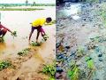 पुराचा हजारो हेक्टरवरील पिकांना फटका - Marathi News | Thousands of hectors crop effected in flood | Latest gadchiroli News at Lokmat.com