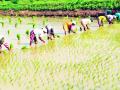 अंतिम टप्प्यातील राेवणीच्या कामांचा पावसाअभावी खाेळंबा - Marathi News | Lack of rain delays in final stage of Ravani works | Latest gadchiroli News at Lokmat.com