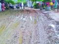 वेलगुर येथील अंतर्गत रस्ते चिखलमय - Marathi News | Internal road muddy in Valergur | Latest gadchiroli News at Lokmat.com