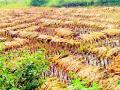 शेतकऱ्यांनो तुर्तास धान कापणी नको - Marathi News | Farmers do not want to harvest paddy immediately | Latest gondia News at Lokmat.com