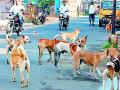 कुत्र्यांच्या निर्बीजीकरणासाठी तिसऱ्यांदा निविदा - Marathi News | Third time tender for dog breeding | Latest gondia News at Lokmat.com
