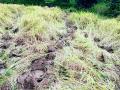 हत्तींच्या हैदोसाने धानपीक भुईसपाट - Marathi News | Paddy fields covered with elephant hooves | Latest gondia News at Lokmat.com