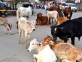 कोंडवाडे बंद; मोकाट जनावरांचे रस्त्यावर ठाण - Marathi News | Kondwade closed; Than on the streets of Mokat animals | Latest jalana News at Lokmat.com