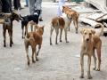 २१ दिवसांत २६९ जणांना कुत्र्यांचा चावा - Marathi News | Dogs bite 269 people in 21 days | Latest jalana News at Lokmat.com