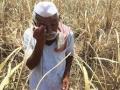 एकाही नगदी शेतमालाला भाव नसल्याने शेतकऱ्यांत प्रचंड असंतोष - Marathi News | The huge dissatisfaction with the farmers due to the absence of an emotion of one cash crop | Latest nashik News at Lokmat.com