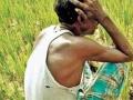 खरीपाच्या पिकांनी दिली बळीराजाला साथ - Marathi News | Kharif crops accompanied Baliraja | Latest nashik News at Lokmat.com