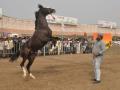 सारंगखेडा यात्रेत चार दिवसात एक कोटींच्या घोड्यांची विक्री - Marathi News | Sale of one crore horses in four days during the Sarangkheda yatra | Latest nandurbar News at Lokmat.com