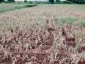 कांदा बियाण्यासाठी शेतकऱ्यांचे ‘देशाटन’ - Marathi News | Farmers 'migration' for onion seeds | Latest nandurbar News at Lokmat.com