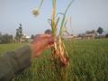 कांद्याच्या बोगस बियाणांमुळे नुकसान - Marathi News | Damage due to bogus seeds of onion | Latest nashik News at Lokmat.com