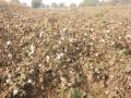 धुळीने माखले सारे शेतशिवार... - Marathi News | All the farmers in the dust ... | Latest jalgaon News at Lokmat.com