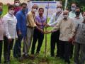 तानाजीराव मोरे यांच्या स्मरणार्थ वृक्षारोपण - Marathi News | Plantation in memory of Tanajirao More | Latest sangli News at Lokmat.com