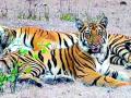 वाघांसह वन्यजीवांचा मुक्तसंचार - Marathi News | Free communication of wildlife with tigers | Latest yavatmal News at Lokmat.com