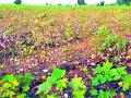 वणी उपविभागात पिकांचे नुकसान लाखो रुपयांचे, मदत मात्र हजारांत - Marathi News | Crop damage in Wani sub-division is in lakhs of rupees, but aid is in thousands | Latest yavatmal News at Lokmat.com