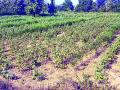 दोन वेच्यातच शेताची उलंगवाडी - Marathi News | At two o'clock in the field of Ulangwadi | Latest yavatmal News at Lokmat.com