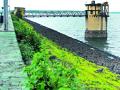 इसापूर धरणात ३२ टक्के जलसाठा - Marathi News | 32 percent water stock in Isapur dam | Latest yavatmal News at Lokmat.com