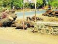 वृक्षतोडीमुळे अपघाताची भीती - Marathi News | Fear of Accident due to Trees | Latest yavatmal News at Lokmat.com