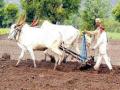 बीड जिल्ह्यात चारा पिकांमध्ये १० वर्षांत ५० टक्के घट - Marathi News | 50% reduction in fodder crops in Beed district in 10 years | Latest beed News at Lokmat.com