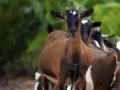 हिरावाडी पाटकिनारी मृत जनावरांचे अवशेष - Marathi News | Remains of dead animals from the Hirawadi plateau | Latest nashik News at Lokmat.com