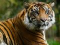 चंद्रपूरलगतच्या लेंडारी परिसरात पट्टेदार वाघाचे दर्शन - Marathi News | Tiger roaming in Chandrapur Landeri area | Latest chandrapur News at Lokmat.com