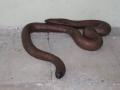 अमरावती जिल्ह्यातील दर्यापुरात आढळला मांडूळ प्रजातीचा साप - Marathi News | Mandal snake species found in Darayapur in Amravati district | Latest amravati News at Lokmat.com