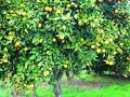 पाण्याअभावी संत्राबागा जगवाव्यात कशा ? - Marathi News | What is the problem of water in the oranges? | Latest amravati News at Lokmat.com