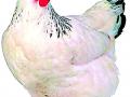 पोल्ट्री व्यवसायाला २९ कोटींचा फटका - Marathi News | Poultry business hits Rs 29 crore | Latest amravati News at Lokmat.com