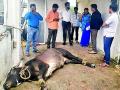 वळू पोहोचला थेट चौथ्या मजल्यावर - Marathi News | The bull reaches directly to the fourth floor | Latest amravati News at Lokmat.com