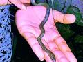 अमरावती जिल्ह्यातील दर्यापुरात आढळला दुर्मिळ गजरा साप - Marathi News | Rare gazara serpents found in Darayapur in Amravati district | Latest amravati News at Lokmat.com