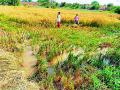 गाेसेचे बॅक वाॅटर शिरले धान शेतात - Marathi News | The backwaters of the goose are in the paddy fields | Latest bhandara News at Lokmat.com