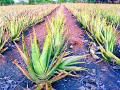 कोरफड शेतीतून शोधला शेतकऱ्याने प्रगतीचा मार्ग - Marathi News | The way of progress made by the farmer discovered from aloe farming | Latest bhandara News at Lokmat.com
