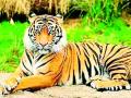 शेतकऱ्यांना शेतीच्या कामात वाघाचा अडसर - Marathi News | Tigers hinder farmers in farming | Latest chandrapur News at Lokmat.com