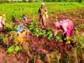 कपाशीच्या निंदणाला मजूरच मिळेना - Marathi News | Cotton weeds did not get labor | Latest chandrapur News at Lokmat.com