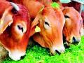 पशुचिकित्सालय पशुधन अधिकाऱ्याविना - Marathi News | The veterinarian without a livestock officer | Latest chandrapur News at Lokmat.com