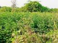 कोळश्याच्या धुळीमुळे कापसाची प्रत घसरली - Marathi News | Coal dust caused the cotton to shrink | Latest chandrapur News at Lokmat.com