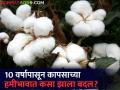 Cotton Rates : १० वर्षापूर्वी कापसाला किती होता दर? हमीभावात कशी होत गेली वाढ? - Marathi News | Cotton Rates: What was the rate of cotton 10 years ago? How has the increase in the guarantee? | Latest agriculture News at Lokmat.com