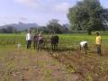 देवळ्यात चार एकर मक्यावर फिरविला नांगर - Marathi News | Four acres of plowed plow in the temple | Latest nashik News at Lokmat.com