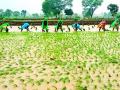 चामोर्शी तालुक्यात ३२ हजार हेक्‍टर क्षेत्रात धान पिकाची लागवड - Marathi News | Cultivation of paddy in an area of 32,000 hectares in Chamorshi taluka | Latest gadchiroli News at Lokmat.com