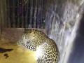 इगतपुरी तालुक्यात बिबट्या जेरबंद - Marathi News | Igatpuri palate leopard confiscated | Latest nashik News at Lokmat.com