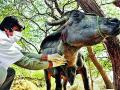 ३.५० लाख जनावरांना दिली लाळखुरकत लस - Marathi News | Vaccination given to 3.50 lakh animals | Latest gondia News at Lokmat.com