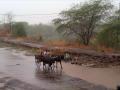 दोन तास धो..धो..पाऊस - Marathi News | Heavy rain for two hours | Latest jalana News at Lokmat.com