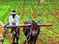 दिंडोरी तालुक्यात खरीपाची ९८ टक्के पेरणी - Marathi News | 98% sowing of kharif in Dindori taluka | Latest nashik News at Lokmat.com
